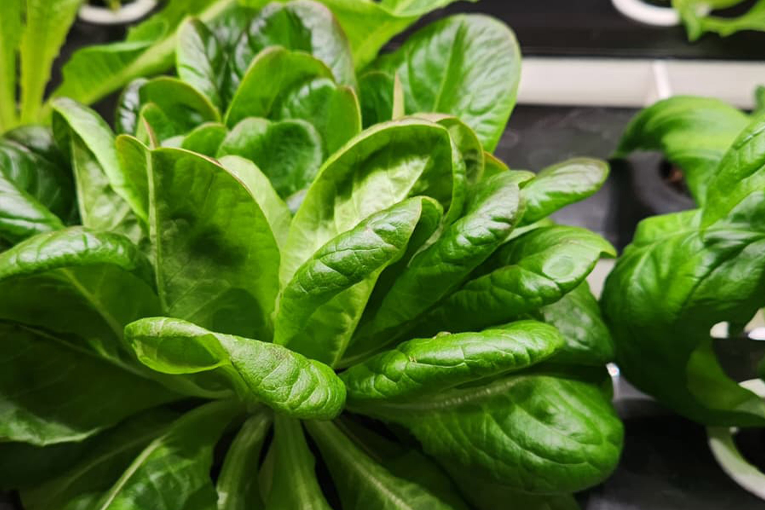 farmland devastation from Hurricane Melissa in Jamaica