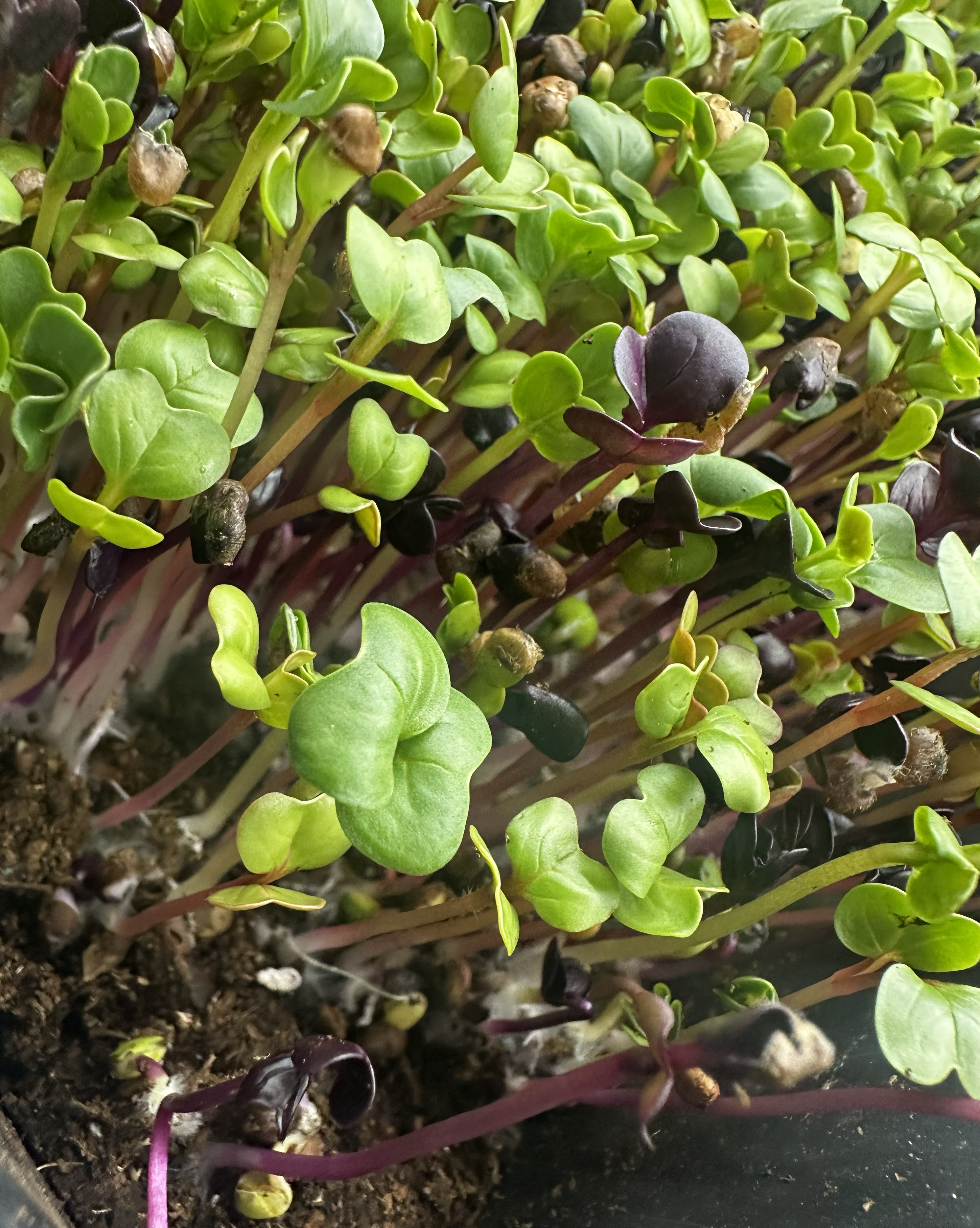 farmland devastation from Hurricane Melissa in Jamaica